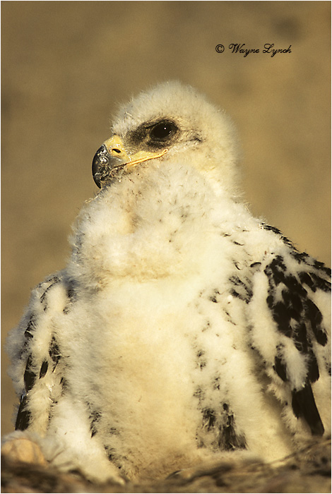 Golden Eagle Chick 102 by Dr. Wayne Lynch ©